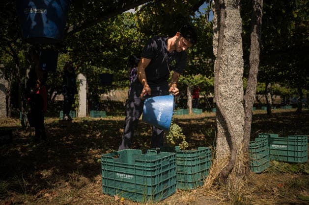 First Grape Harvests in the Rías Baixas, Galicia: A person during one of the first grape harvests in the Rías Baixas on August 21, 2026, in Galicia, Spain. This vineyard plot has been selected by a winery for the harvest of DO Albarino grapes and the production of special wines, which are typically aged on the lees in special barrels; these wines can take up to 2 years to be bottled and released to the market. The characteristics that set them apart typically include a balance of acidity and alcohol content, the age of the vines, soil balance, and low chemical residues. AUGUST 21, 2026 WINE ALBARINO DESIGNATION OF ORIGIN GALICIA HARVEST HARVESTER WINERY VINE GRAPE Elena Ferná Rías Baixas Galicia Rías Baixas Galicia, Spain  Copyright: xElenaxFernandezx 7724667