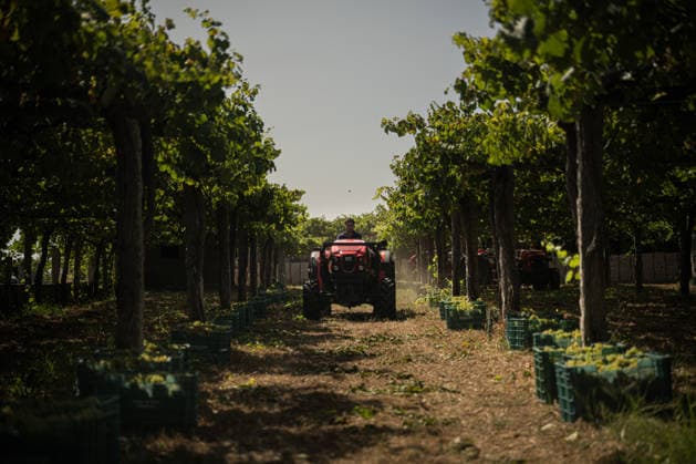 First Harvests in the Rías Baixas, Galicia: A person on a tractor during one of the first harvests in the Rías Baixas, on August 21, 2026, in Galicia, Spain. This vineyard plot has been selected by a winery for the harvest of DO Albarino grapes and the production of special wines, which are typically aged on the lees in special barrels; these wines can take up to 2 years to be bottled and released to the market. The characteristics that set them apart typically include a balance of acidity and alcohol content, the age of the vines, soil balance, and low chemical residues. AUGUST 21, 2026 WINE ALBARINO DESIGNATION OF ORIGIN GALICIA HARVEST HARVESTER WINERY GRAPE VARIETY TRACTOR Elena Ferná Rías Baixas Galicia Rías Baixas Galicia Spain  Copyright: xElenaxFernandezx 7724670