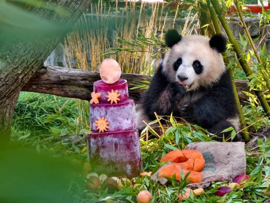 (260822) -- BEIJING, Aug. 22, 2026 -- This photo taken by a mobile phone shows giant panda Lotti, known in Chinese as Meng Tian, enjoying a special ice cake at Zoo Berlin in Berlin, Germany, on Aug. 21, 2026. To celebrate their second birthday, giant panda twins Leni and Lotti, known in Chinese as Meng Hao and Meng Tian, were treated to a special ice cake at Zoo Berlin on Friday, a day ahead of their birthday. ) XINHUA PHOTOS OF THE DAY ZhuxYinan 