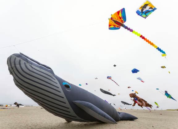 August 21,, 2026 - Long Beach, Washington , USA: The Washington State International Kite Festival is a week-long celebration of kites and kite flying. Held annually during the third full week of August, the prevailing winds off the Pacific Ocean usually provide ample lift for the outsized kites. Long Beach USA  - ZUMAce6_ 20260821_zaf_ce6_002 Copyright: xBrianxCahnx