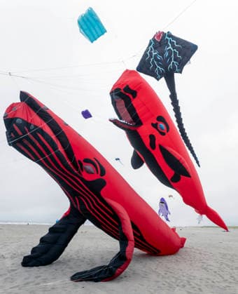 August 21,, 2026 - Long Beach, Washington , USA: The Washington State International Kite Festival is a week-long celebration of kites and kite flying. Held annually during the third full week of August, the prevailing winds off the Pacific Ocean usually provide ample lift for the outsized kites. Long Beach USA  - ZUMAce6_ 20260821_zaf_ce6_004 Copyright: xBrianxCahnx