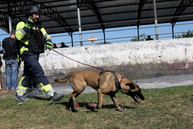 A State Emergency Service canine handler and a Malinois service dog participate in a search-and-rescue operation at the Soniachna Halereia shopping and entertainment centre, damaged by a Russian drone strike in Kryvyi Rih, Ukraine, August 22, 2026. On Friday, August 21, Russian forces carried out a double drone attack on the city’s largest mall. Rescue and recovery operations are underway, with workers dismantling damaged reinforced concrete and metal structures and examining the rubble. Nine people, including two children, remain missing. A total of 130 civilians, among them 25 children, sustained injuries of varying severity, while the death toll has risen to 16. (Photo by Mykola Miakshykov Ukrinform) SAR operation ongoing after Russian s  Copyright: xMykolaxMiakshykovx