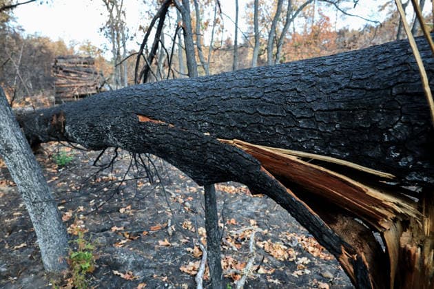 (260822) -- SEINE-ET-MARNE, Aug. 22, 2026 -- A charred tree is seen in an area burnt in a wildfire in the Fontainebleau Forest in Seine-et-Marne, France, Aug. 22, 2026. ) FRANCE-SEINE-ET-MARNE-FONTAINEBLEAU FOREST-WILDFIRE-AFTERMATH WuxHuiwo 