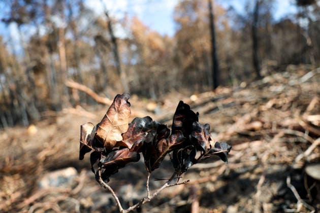 (260822) -- SEINE-ET-MARNE, Aug. 22, 2026 -- Charred leaves are seen in an area burnt in a wildfire in the Fontainebleau Forest in Seine-et-Marne, France, Aug. 22, 2026. ) FRANCE-SEINE-ET-MARNE-FONTAINEBLEAU FOREST-WILDFIRE-AFTERMATH WuxHuiwo 