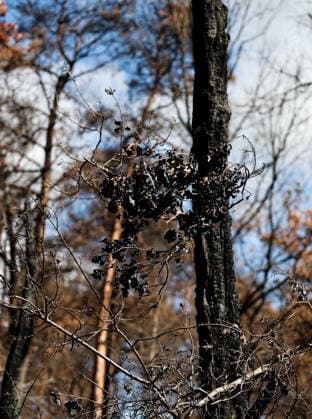 (260822) -- SEINE-ET-MARNE, Aug. 22, 2026 -- A charred tree is seen in an area burnt in a wildfire in the Fontainebleau Forest in Seine-et-Marne, France, Aug. 22, 2026. ) FRANCE-SEINE-ET-MARNE-FONTAINEBLEAU FOREST-WILDFIRE-AFTERMATH WuxHuiwo 