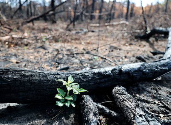 (260822) -- SEINE-ET-MARNE, Aug. 22, 2026 -- A charred tree and a newly grown plant are seen in an area burnt in a wildfire in the Fontainebleau Forest in Seine-et-Marne, France, Aug. 22, 2026. ) FRANCE-SEINE-ET-MARNE-FONTAINEBLEAU FOREST-WILDFIRE-AFTERMATH WuxHuiwo 
