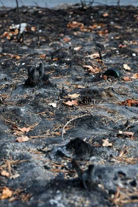 (260822) -- SEINE-ET-MARNE, Aug. 22, 2026 -- A charred land is seen in an area burnt in a wildfire in the Fontainebleau Forest in Seine-et-Marne, France, Aug. 22, 2026. ) FRANCE-SEINE-ET-MARNE-FONTAINEBLEAU FOREST-WILDFIRE-AFTERMATH WuxHuiwo 