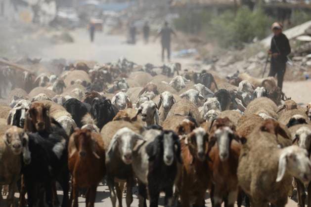 Palestinians Tend Livestock Amid War Damage in Central Gaza Palestinians tend sheep and camels near tents and destroyed buildings in the al-Mughraqa area of the central Gaza Strip on August 22, 2026. Residents continue their daily activities amid rubble and widespread destruction left by the war. Photo by Hassan al-Jedi apaimages Nusairat Gaza Strip Palestinian Territory 220826_Mughraqa_HJ_00(34).jpeg Copyright: xapaimagesxHassanxal-Jedixx xapaimagesx