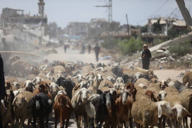 Palestinians Tend Livestock Amid War Damage in Central Gaza Palestinians tend sheep and camels near tents and destroyed buildings in the al-Mughraqa area of the central Gaza Strip on August 22, 2026. Residents continue their daily activities amid rubble and widespread destruction left by the war. Photo by Hassan al-Jedi apaimages Nusairat Gaza Strip Palestinian Territory 220826_Mughraqa_HJ_00(35).jpeg Copyright: xapaimagesxHassanxal-Jedixx xapaimagesx