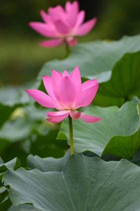 (260823) -- BEIJING, Aug. 23, 2026 -- This photo taken on Aug. 23, 2026 shows lotus flowers at Zizhuyuan Park in Beijing, capital of China. ) CHINA-BEIJING-LOTUS FLOWERS (CN) XinxYuewei 
