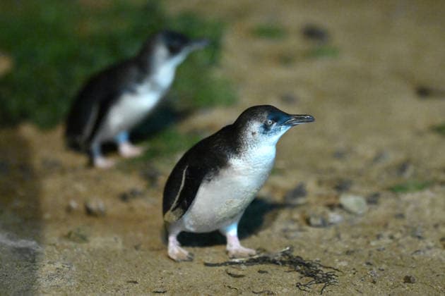 PENGUIN VACCINE PHILLIP ISLAND, Little Penguins come ashore ahead of being administered a bird flu vaccination on Little Penguins at Summerlands in Philip Island, Victoria, Sunday, August 23, 2026. Authorities are administering vaccinations to at risk species of birds. ( NO ARCHIVING PHILLIP ISLAND VICTORIA AUSTRALIA  Copyright: xJOELxCARRETTx 20260823153636608214