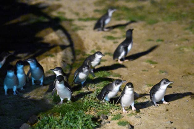 PENGUIN VACCINE PHILLIP ISLAND, Little Penguins come ashore ahead of being administered a bird flu vaccination on Little Penguins at Summerlands in Philip Island, Victoria, Sunday, August 23, 2026. Authorities are administering vaccinations to at risk species of birds. ( NO ARCHIVING PHILLIP ISLAND VICTORIA AUSTRALIA  Copyright: xJOELxCARRETTx 20260823167523529089