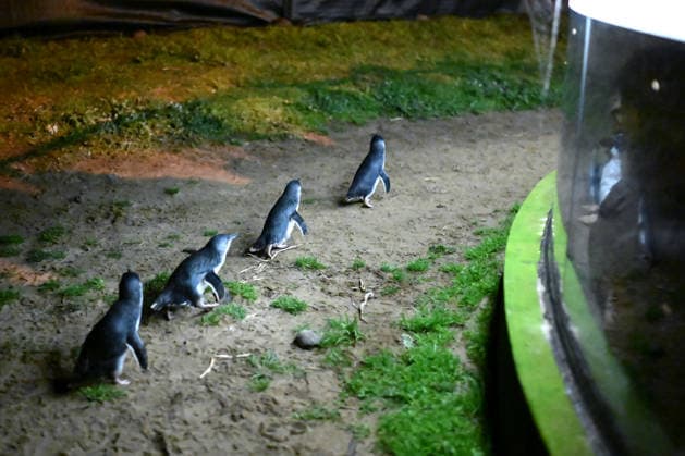 PENGUIN VACCINE PHILLIP ISLAND, Little Penguins come ashore ahead of being administered a bird flu vaccination on Little Penguins at Summerlands in Philip Island, Victoria, Sunday, August 23, 2026. Authorities are administering vaccinations to at risk species of birds. ( NO ARCHIVING PHILLIP ISLAND VICTORIA AUSTRALIA  Copyright: xJOELxCARRETTx 20260823188121757390