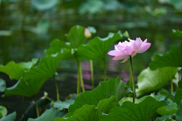 (260823) -- BEIJING, Aug. 23, 2026 -- This photo taken on Aug. 23, 2026 shows a lotus flower at Zizhuyuan Park in Beijing, capital of China. ) CHINA-BEIJING-LOTUS FLOWERS (CN) XinxYuewei 