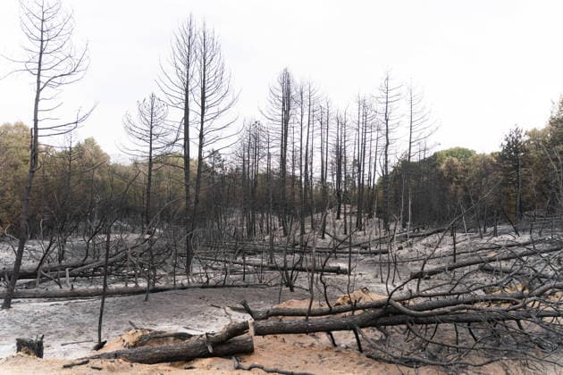 August 23, 2026, Umarak, Vojvodina, Serbia: 2026823, A umarak, Serbia -Serbian President VUCIC ALEKSANDAR visits the Deliblato Sands (Deliblatska Pescara) Special Nature Reserve to inspect the areas devastated by a massive wildfire. Umarak Serbia - ZUMAd223 20260823_zip_d223_020 Copyright: xMarkoxDimicx