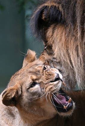 August 23, 2026, Liberec, Czech Republic: Barbary Lion male called Terry and female called Shani playing togenther in enclosure at the Liberec Zoo in the Czech Republic. The Barbary lion (Panthera leo leo) sometimes referred to as the Atlas lion is an African lion population that is considered extinct in the wild. Barbary lion zoological specimens range in colour from light to dark tawny. Liberec Czech Republic - ZUMAr156 20260823_aap_r156_004 Copyright: xSlavekxRutax