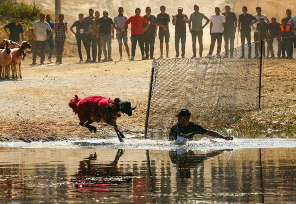 Shepherds and adorned sheep compete in Turkiye s 853-year-old river crossing contest DENIZLI, TURKIYE - AUGUST 23: Shepherds guide their sheep to cross the Buyuk Menderes River during the 853-year-old traditional Sheep Crossing Water Contest in the Cal district of Denizli, Turkiye on August 23, 2026. This year s historic event saw 47 shepherds with 63 flocks participating from surrounding districts. Waiting their turn since sunrise, the shepherds led their painted and decorated leader sheep ( elci ) to guide the rest of the flock across the river. Mahmut Serdar Alakus Anadolu Denizli Turkey. Editorial use only. Please get in touch for any other usage.  Copyright: x2026xAnadoluxMahmutxSerdarxAlakusx