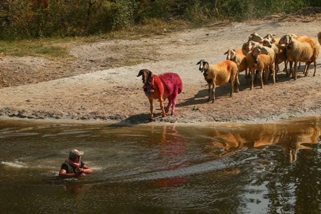 Shepherds and adorned sheep compete in Turkiye s 853-year-old river crossing contest DENIZLI, TURKIYE - AUGUST 23: Shepherds guide their sheep to cross the Buyuk Menderes River during the 853-year-old traditional Sheep Crossing Water Contest in the Cal district of Denizli, Turkiye on August 23, 2026. This year s historic event saw 47 shepherds with 63 flocks participating from surrounding districts. Waiting their turn since sunrise, the shepherds led their painted and decorated leader sheep ( elci ) to guide the rest of the flock across the river. Mahmut Serdar Alakus Anadolu Denizli Turkey. Editorial use only. Please get in touch for any other usage.  Copyright: x2026xAnadoluxMahmutxSerdarxAlakusx