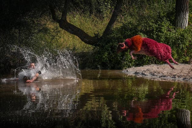 News Bilder des Tages Shepherds and adorned sheep compete in Turkiye s 853-year-old river crossing contest DENIZLI, TURKIYE - AUGUST 23: Shepherds guide their sheep to cross the Buyuk Menderes River during the 853-year-old traditional Sheep Crossing Water Contest in the Cal district of Denizli, Turkiye on August 23, 2026. This year s historic event saw 47 shepherds with 63 flocks participating from surrounding districts. Waiting their turn since sunrise, the shepherds led their painted and decorated leader sheep ( elci ) to guide the rest of the flock across the river. Mahmut Serdar Alakus Anadolu Denizli Turkey. Editorial use only. Please get in touch for any other usage.  Copyright: x2026xAnadoluxMahmutxSerdarxAlakusx