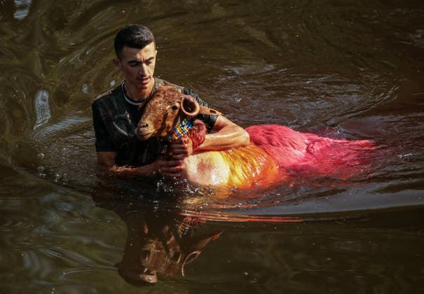 Shepherds and adorned sheep compete in Turkiye s 853-year-old river crossing contest DENIZLI, TURKIYE - AUGUST 23: Shepherds guide their sheep to cross the Buyuk Menderes River during the 853-year-old traditional Sheep Crossing Water Contest in the Cal district of Denizli, Turkiye on August 23, 2026. This year s historic event saw 47 shepherds with 63 flocks participating from surrounding districts. Waiting their turn since sunrise, the shepherds led their painted and decorated leader sheep ( elci ) to guide the rest of the flock across the river. Mahmut Serdar Alakus Anadolu Denizli Turkey. Editorial use only. Please get in touch for any other usage.  Copyright: x2026xAnadoluxMahmutxSerdarxAlakusx
