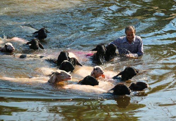 Shepherds and adorned sheep compete in Turkiye s 853-year-old river crossing contest DENIZLI, TURKIYE - AUGUST 23: Shepherds guide their sheep to cross the Buyuk Menderes River during the 853-year-old traditional Sheep Crossing Water Contest in the Cal district of Denizli, Turkiye on August 23, 2026. This year s historic event saw 47 shepherds with 63 flocks participating from surrounding districts. Waiting their turn since sunrise, the shepherds led their painted and decorated leader sheep ( elci ) to guide the rest of the flock across the river. Mahmut Serdar Alakus Anadolu Denizli Turkey. Editorial use only. Please get in touch for any other usage.  Copyright: x2026xAnadoluxMahmutxSerdarxAlakusx