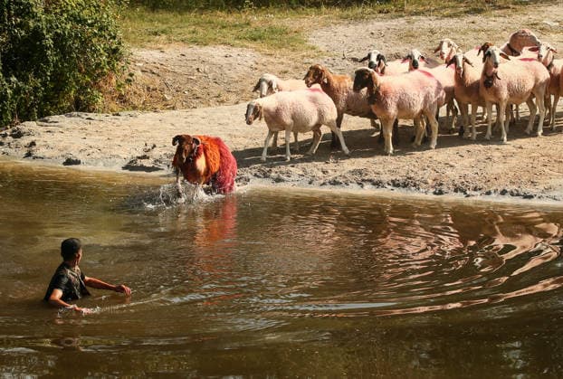 Shepherds and adorned sheep compete in Turkiye s 853-year-old river crossing contest DENIZLI, TURKIYE - AUGUST 23: Shepherds guide their sheep to cross the Buyuk Menderes River during the 853-year-old traditional Sheep Crossing Water Contest in the Cal district of Denizli, Turkiye on August 23, 2026. This year s historic event saw 47 shepherds with 63 flocks participating from surrounding districts. Waiting their turn since sunrise, the shepherds led their painted and decorated leader sheep ( elci ) to guide the rest of the flock across the river. Mahmut Serdar Alakus Anadolu Denizli Turkey. Editorial use only. Please get in touch for any other usage.  Copyright: x2026xAnadoluxMahmutxSerdarxAlakusx