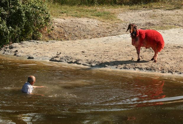 Shepherds and adorned sheep compete in Turkiye s 853-year-old river crossing contest DENIZLI, TURKIYE - AUGUST 23: Shepherds guide their sheep to cross the Buyuk Menderes River during the 853-year-old traditional Sheep Crossing Water Contest in the Cal district of Denizli, Turkiye on August 23, 2026. This year s historic event saw 47 shepherds with 63 flocks participating from surrounding districts. Waiting their turn since sunrise, the shepherds led their painted and decorated leader sheep ( elci ) to guide the rest of the flock across the river. Mahmut Serdar Alakus Anadolu Denizli Turkey. Editorial use only. Please get in touch for any other usage.  Copyright: x2026xAnadoluxMahmutxSerdarxAlakusx