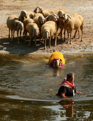Shepherds and adorned sheep compete in Turkiye s 853-year-old river crossing contest DENIZLI, TURKIYE - AUGUST 23: Shepherds guide their sheep to cross the Buyuk Menderes River during the 853-year-old traditional Sheep Crossing Water Contest in the Cal district of Denizli, Turkiye on August 23, 2026. This year s historic event saw 47 shepherds with 63 flocks participating from surrounding districts. Waiting their turn since sunrise, the shepherds led their painted and decorated leader sheep ( elci ) to guide the rest of the flock across the river. Mahmut Serdar Alakus Anadolu Denizli Turkey. Editorial use only. Please get in touch for any other usage.  Copyright: x2026xAnadoluxMahmutxSerdarxAlakusx