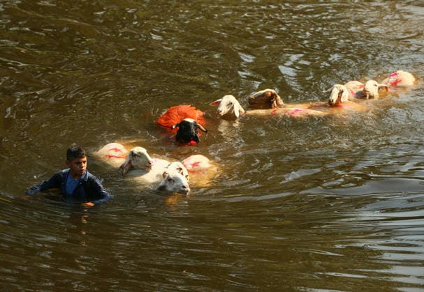 Shepherds and adorned sheep compete in Turkiye s 853-year-old river crossing contest DENIZLI, TURKIYE - AUGUST 23: Shepherds guide their sheep to cross the Buyuk Menderes River during the 853-year-old traditional Sheep Crossing Water Contest in the Cal district of Denizli, Turkiye on August 23, 2026. This year s historic event saw 47 shepherds with 63 flocks participating from surrounding districts. Waiting their turn since sunrise, the shepherds led their painted and decorated leader sheep ( elci ) to guide the rest of the flock across the river. Mahmut Serdar Alakus Anadolu Denizli Turkey. Editorial use only. Please get in touch for any other usage.  Copyright: x2026xAnadoluxMahmutxSerdarxAlakusx
