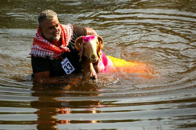 Shepherds and adorned sheep compete in Turkiye s 853-year-old river crossing contest DENIZLI, TURKIYE - AUGUST 23: Shepherds guide their sheep to cross the Buyuk Menderes River during the 853-year-old traditional Sheep Crossing Water Contest in the Cal district of Denizli, Turkiye on August 23, 2026. This year s historic event saw 47 shepherds with 63 flocks participating from surrounding districts. Waiting their turn since sunrise, the shepherds led their painted and decorated leader sheep ( elci ) to guide the rest of the flock across the river. Mahmut Serdar Alakus Anadolu Denizli Turkey. Editorial use only. Please get in touch for any other usage.  Copyright: x2026xAnadoluxMahmutxSerdarxAlakusx