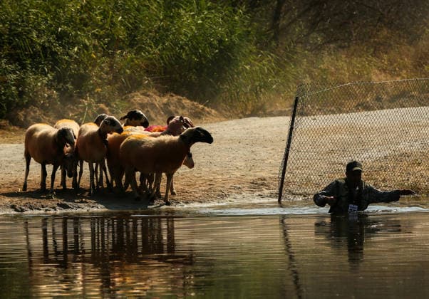 Shepherds and adorned sheep compete in Turkiye s 853-year-old river crossing contest DENIZLI, TURKIYE - AUGUST 23: Shepherds guide their sheep to cross the Buyuk Menderes River during the 853-year-old traditional Sheep Crossing Water Contest in the Cal district of Denizli, Turkiye on August 23, 2026. This year s historic event saw 47 shepherds with 63 flocks participating from surrounding districts. Waiting their turn since sunrise, the shepherds led their painted and decorated leader sheep ( elci ) to guide the rest of the flock across the river. Mahmut Serdar Alakus Anadolu Denizli Turkey. Editorial use only. Please get in touch for any other usage.  Copyright: x2026xAnadoluxMahmutxSerdarxAlakusx