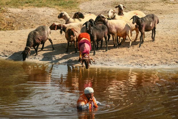 Shepherds and adorned sheep compete in Turkiye s 853-year-old river crossing contest DENIZLI, TURKIYE - AUGUST 23: Shepherds guide their sheep to cross the Buyuk Menderes River during the 853-year-old traditional Sheep Crossing Water Contest in the Cal district of Denizli, Turkiye on August 23, 2026. This year s historic event saw 47 shepherds with 63 flocks participating from surrounding districts. Waiting their turn since sunrise, the shepherds led their painted and decorated leader sheep ( elci ) to guide the rest of the flock across the river. Mahmut Serdar Alakus Anadolu Denizli Turkey. Editorial use only. Please get in touch for any other usage.  Copyright: x2026xAnadoluxMahmutxSerdarxAlakusx