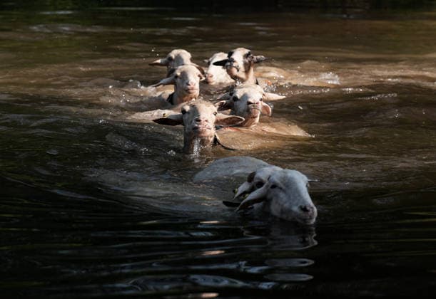 Shepherds and adorned sheep compete in Turkiye s 853-year-old river crossing contest DENIZLI, TURKIYE - AUGUST 23: Sheep swim across the Buyuk Menderes River as they follow their shepherd during the 853-year-old traditional Sheep Crossing Water Contest in the Cal district of Denizli, Turkiye on August 23, 2026. This year s historic event saw 47 shepherds with 63 flocks participating from surrounding districts. Waiting their turn since sunrise, the shepherds led their painted and adorned leader sheep ( elci ) to guide the rest of the flock across the river. Mahmut Serdar Alakus Anadolu Denizli Turkey. Editorial use only. Please get in touch for any other usage.  Copyright: x2026xAnadoluxMahmutxSerdarxAlakusx