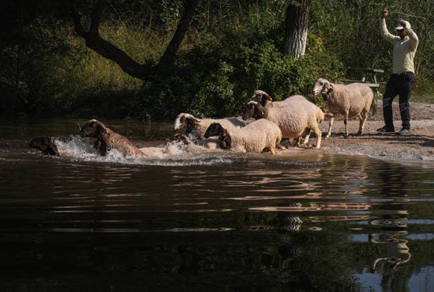 Shepherds and adorned sheep compete in Turkiye s 853-year-old river crossing contest DENIZLI, TURKIYE - AUGUST 23: Shepherds guide their sheep to cross the Buyuk Menderes River during the 853-year-old traditional Sheep Crossing Water Contest in the Cal district of Denizli, Turkiye on August 23, 2026. This year s historic event saw 47 shepherds with 63 flocks participating from surrounding districts. Waiting their turn since sunrise, the shepherds led their painted and decorated leader sheep ( elci ) to guide the rest of the flock across the river. Mahmut Serdar Alakus Anadolu Denizli Turkey. Editorial use only. Please get in touch for any other usage.  Copyright: x2026xAnadoluxMahmutxSerdarxAlakusx