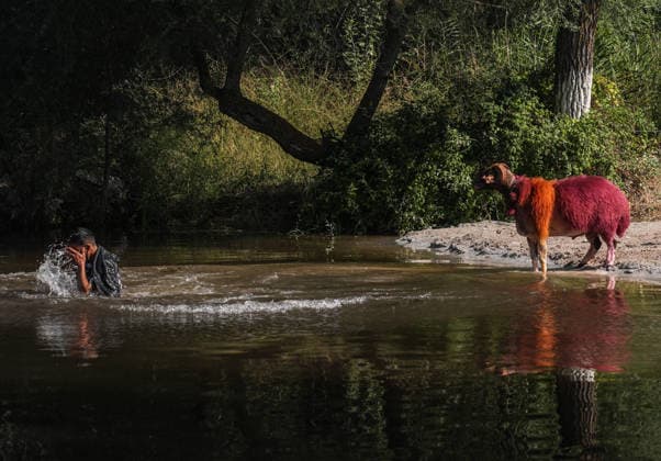 Shepherds and adorned sheep compete in Turkiye s 853-year-old river crossing contest DENIZLI, TURKIYE - AUGUST 23: Shepherds guide their sheep to cross the Buyuk Menderes River during the 853-year-old traditional Sheep Crossing Water Contest in the Cal district of Denizli, Turkiye on August 23, 2026. This year s historic event saw 47 shepherds with 63 flocks participating from surrounding districts. Waiting their turn since sunrise, the shepherds led their painted and decorated leader sheep ( elci ) to guide the rest of the flock across the river. Mahmut Serdar Alakus Anadolu Denizli Turkey. Editorial use only. Please get in touch for any other usage.  Copyright: x2026xAnadoluxMahmutxSerdarxAlakusx