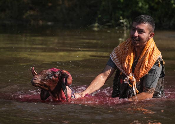Shepherds and adorned sheep compete in Turkiye s 853-year-old river crossing contest DENIZLI, TURKIYE - AUGUST 23: Shepherds guide their sheep to cross the Buyuk Menderes River during the 853-year-old traditional Sheep Crossing Water Contest in the Cal district of Denizli, Turkiye on August 23, 2026. This year s historic event saw 47 shepherds with 63 flocks participating from surrounding districts. Waiting their turn since sunrise, the shepherds led their painted and decorated leader sheep ( elci ) to guide the rest of the flock across the river. Mahmut Serdar Alakus Anadolu Denizli Turkey. Editorial use only. Please get in touch for any other usage.  Copyright: x2026xAnadoluxMahmutxSerdarxAlakusx