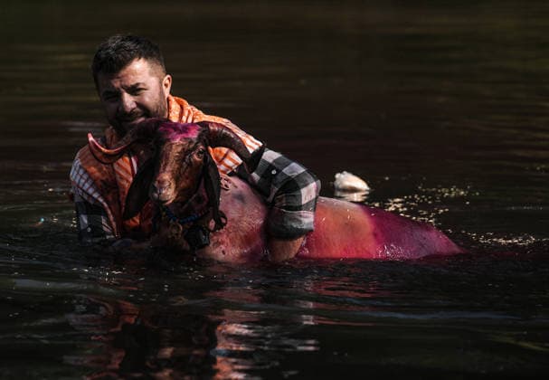 Shepherds and adorned sheep compete in Turkiye s 853-year-old river crossing contest DENIZLI, TURKIYE - AUGUST 23: Shepherds guide their sheep to cross the Buyuk Menderes River during the 853-year-old traditional Sheep Crossing Water Contest in the Cal district of Denizli, Turkiye on August 23, 2026. This year s historic event saw 47 shepherds with 63 flocks participating from surrounding districts. Waiting their turn since sunrise, the shepherds led their painted and decorated leader sheep ( elci ) to guide the rest of the flock across the river. Mahmut Serdar Alakus Anadolu Denizli Turkey. Editorial use only. Please get in touch for any other usage.  Copyright: x2026xAnadoluxMahmutxSerdarxAlakusx