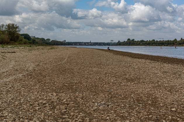 Blick auf das ausgetrocknete Flussbett des Rheins und Porz auf der rechten Rheinseite, gesehen vom Weißer Rheinbogen bei Köln-Sürth. Von den Tiefstständen haben sich die Pegelständde am Rhein inzwischen wieder leicht entfernt. Im Hintergrund ist die Rodenkirchener Brücke zu sehen. Niedrigwasser Rhein *** View of the dried-up riverbed of the Rhine and Porz on the right bank of the Rhine, as seen from the Weißer Rheinbogen near Köln-Sürth. Water levels on the Rhine have since risen slightly from their lowest points. The Rodenkirchen Bridge can be seen in the background. Low water on the Rhine
