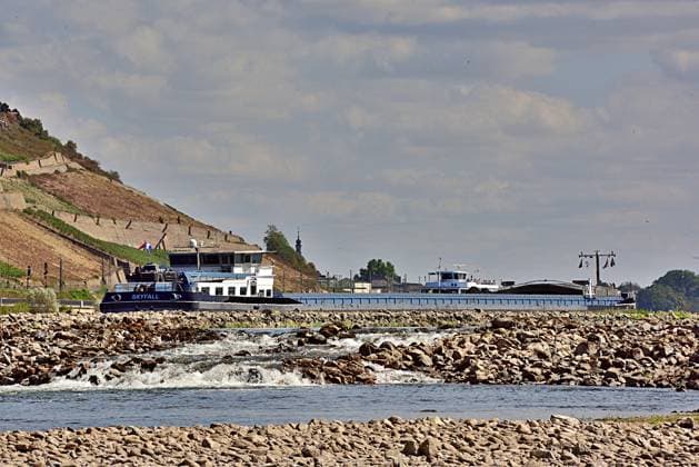 23.8.2026 Dürre Der extrem niederige Wasserstand des Rhein. Große Teile des Binger Lochs an de Nahemündung liegen trocken. Die Menschen spazieren dort wo sonst meterhoch das Wasser fließt. Die Fahrrinne für die Schifffahrt ist nur eingeschränkt nutzbar. Im Flussbett bilden sich flache Stromschnellen und Fälle. Bingen Rhein Rheinland Pfalz Deutschland *** August 23, 2026 Drought The water level of the Rhine is extremely low. Large parts of the Binger Loch at the mouth of the Nahe are dry. People are walking where the water would normally flow meters high. The shipping channel is only partially usable. Shallow areas are forming in the riverbed rapids and waterfalls are forming in the riverbed Bingen Rhine Rhineland-Palatinate Germany