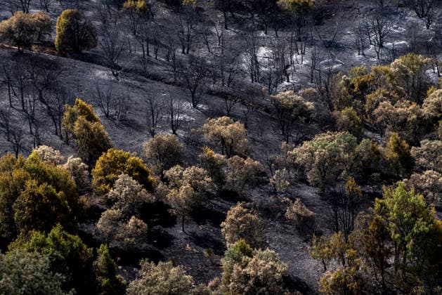A wildfire in Aldea del Fresno, Madrid, forces the evacuation of this town and Villamantilla Vista after the fire passed through, on August 23, 2026, in Aldea del Fresno, Madrid, Spain. The wildfire that originated in Aldea del Fresno was downgraded from Operational Level 1 to Level 0 under the Civil Protection Plan on August 20 following a very favorable progression of the fire. AUGUST 23, 2026 FIRE EMbers BURNT LAND NATURE ÁBURNT TREES CHARRED FIRE SIERRA OESTE FIRE S PATH BURNT LANDSCAPE LANDSCAPE Aldea del Fresno Madrid Aldea del Fresno Madrid, Spain  Copyright: xGabrixSolerax 7728926