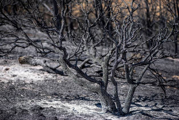 A wildfire in Aldea del Fresno, Madrid, forces the evacuation of this town and Villamantilla Vista after the fire passed through, on August 23, 2026, in Aldea del Fresno, Madrid, Spain. The wildfire that originated in Aldea del Fresno was downgraded from Operational Level 1 to Level 0 under the Civil Protection Plan on August 20 following a very favorable progression of the fire. AUGUST 23, 2026 FIRE EMbers BURNT LAND NATURE ÁBURNT TREES CHARRED FIRE SIERRA OESTE FIRE S PATH BURNT LANDSCAPE LANDSCAPE Aldea del Fresno Madrid Aldea del Fresno Madrid, Spain  Copyright: xGabrixSolerax 7728927