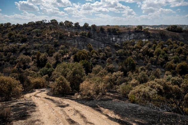 A wildfire in Aldea del Fresno, Madrid, forces the evacuation of this town and Villamantilla Vista after the fire passed through, on August 23, 2026, in Aldea del Fresno, Madrid, Spain. The wildfire that originated in Aldea del Fresno was downgraded from Operational Level 1 to Level 0 under the Civil Protection Plan on August 20 following a very favorable progression of the fire. AUGUST 23, 2026 FIRE EMbers BURNT LAND NATURE ÁBURNT TREES CHARRED FIRE SIERRA OESTE FIRE S PATH BURNT LANDSCAPE LANDSCAPE Aldea del Fresno Madrid Aldea del Fresno Madrid, Spain  Copyright: xGabrixSolerax 7728933