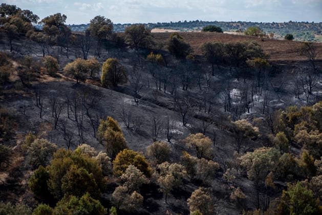 A wildfire in Aldea del Fresno, Madrid, forces the evacuation of this town and Villamantilla Vista after the fire passed through, on August 23, 2026, in Aldea del Fresno, Madrid, Spain. The wildfire that originated in Aldea del Fresno was downgraded from Operational Level 1 to Level 0 under the Civil Protection Plan on August 20, following a very favorable progression of the fire. AUGUST 23, 2026 FIRE EMAKES BURNT LAND NATURE ABURNT TREES CHARRED FIRE WESTERN MOUNTAINS FIRE S PATH BURNT LANDSCAPE LANDSCAPE Aldea del Fresno Madrid Aldea del Fresno Madrid, Spain  Copyright: xGabrixSolerax 7728925