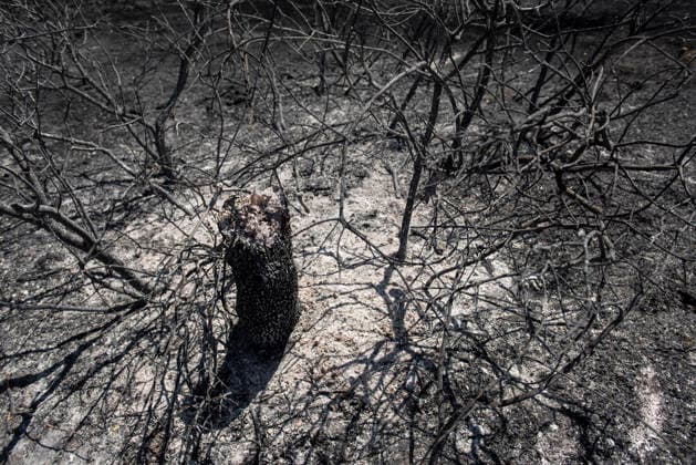 A wildfire in Aldea del Fresno, Madrid, forces the lockdown of this town and Villamantilla A charred tree, on August 23, 2026, in Aldea del Fresno, Madrid, Spain. The wildfire that originated in Aldea del Fresno was downgraded from Operational Level 1 to Level 0 under the Civil Protection Plan on August 20 following a very favorable progression of the fire. AUGUST 23, 2026 FIRE EMbers BURNT LAND NATUREBURNED TREES CHARRED FIRE SIERRA OESTE PATH OF THE FIRE BURNED LANDSCAPE LANDSCAPE TREE Aldea del Fresno Madrid Aldea del Fresno Madrid, Spain  Copyright: xGabrixSolerax 7728938
