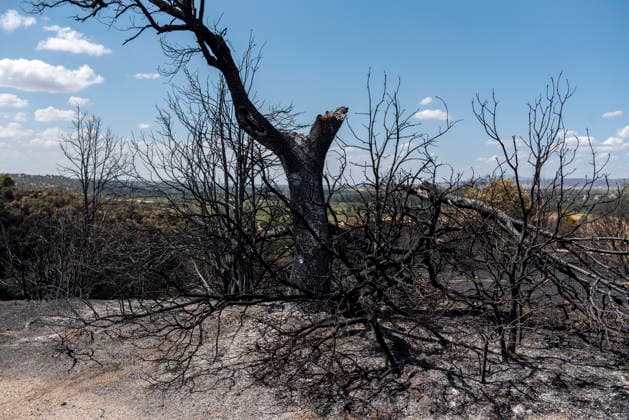 A wildfire in Aldea del Fresno, Madrid, forces the lockdown of this town and Villamantilla A charred tree, on August 23, 2026, in Aldea del Fresno, Madrid, Spain. The wildfire that originated in Aldea del Fresno was downgraded from Operational Level 1 to Level 0 under the Civil Protection Plan on August 20 following a very favorable progression of the fire. AUGUST 23, 2026 FIRE EMbers BURNT LAND NATUREBURNED TREES CHARRED FIRE SIERRA OESTE PATH OF THE FIRE BURNED LANDSCAPE LANDSCAPE TREE Aldea del Fresno Madrid Aldea del Fresno Madrid, Spain  Copyright: xGabrixSolerax 7728939