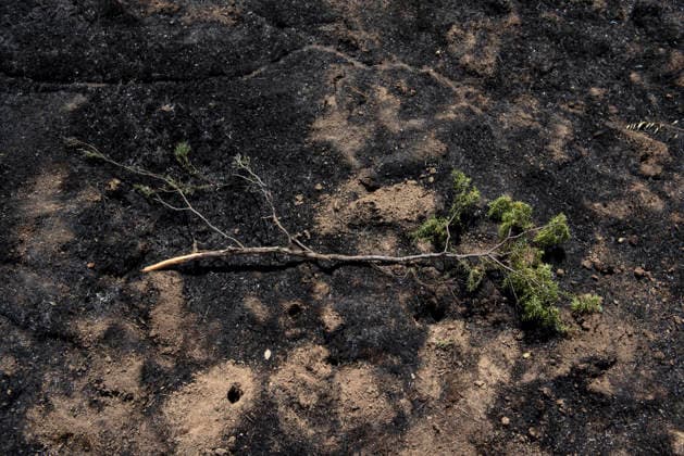 A wildfire in Aldea del Fresno, Madrid, forces the lockdown of this town and Villamantilla. A fallen branch on the scorched earth, August 23, 2026, in Aldea del Fresno, Madrid, Spain. The wildfire that originated in Aldea del Fresno was downgraded from Operational Level 1 to Level 0 under the Civil Protection Plan on August 20, following a very favorable progression of the fire. AUGUST 23, 2026 FIRE EMbers BURNT LAND NATURE ÁBURNT TREES CHARRED FIRE SIERRA OESTE PATH OF THE FIRE BURNT LANDSCAPE LANDSCAPE TREE BRANCH Aldea del Fresno Madrid Aldea del Fresno Madrid, Spain  Copyright: xGabrixSolerax 7728941