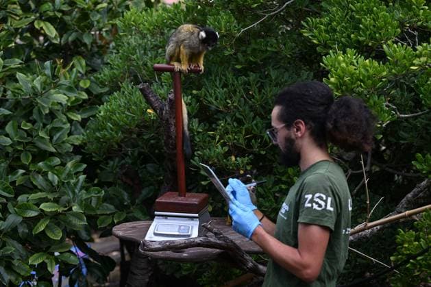 London Zoo s Annual Weigh In 2026 LONDON, UNITED KINGDOM - AUGUST 24: A member of staff records the weights and measurements of black-capped squirrel monkey during the annual weighing event held at London Zoo in London, United Kingdom on August 24, 2026. Animals from different species were weighed and measured during the checks in order to monitor their health and development. Rasid Necati Aslim Anadolu London United Kingdom. Editorial use only. Please get in touch for any other usage.  Copyright: x2026xAnadoluxRasidxNecatixAslimx
