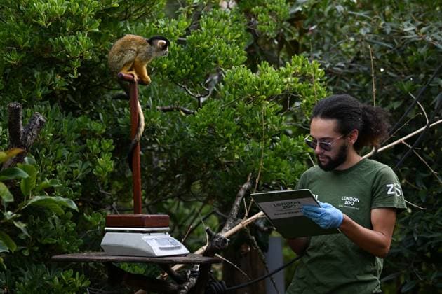 London Zoo s Annual Weigh In 2026 LONDON, UNITED KINGDOM - AUGUST 24: A member of staff records the weights and measurements of black-capped squirrel monkey during the annual weighing event held at London Zoo in London, United Kingdom on August 24, 2026. Animals from different species were weighed and measured during the checks in order to monitor their health and development. Rasid Necati Aslim Anadolu London United Kingdom. Editorial use only. Please get in touch for any other usage.  Copyright: x2026xAnadoluxRasidxNecatixAslimx