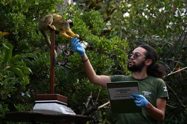 London Zoo s Annual Weigh In 2026 LONDON, UNITED KINGDOM - AUGUST 24: A member of staff records the weights and measurements of black-capped squirrel monkey during the annual weighing event held at London Zoo in London, United Kingdom on August 24, 2026. Animals from different species were weighed and measured during the checks in order to monitor their health and development. Rasid Necati Aslim Anadolu London United Kingdom. Editorial use only. Please get in touch for any other usage.  Copyright: x2026xAnadoluxRasidxNecatixAslimx