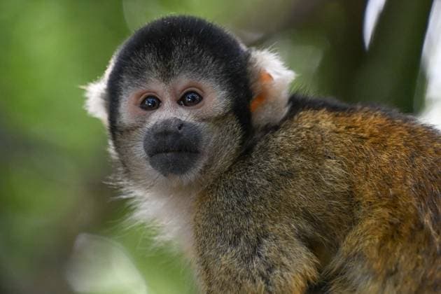 London Zoo s Annual Weigh In 2026 LONDON, UNITED KINGDOM - AUGUST 24: A black-capped squirrel monkey is seen during the annual weighing event held at London Zoo in London, United Kingdom on August 24, 2026. Animals from different species were weighed and measured during the checks in order to monitor their health and development. Rasid Necati Aslim Anadolu London United Kingdom. Editorial use only. Please get in touch for any other usage.  Copyright: x2026xAnadoluxRasidxNecatixAslimx